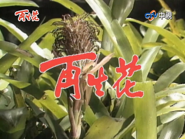 再生花1990第09集